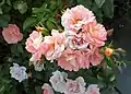 ‘Peach Drift’, Meilland, vor 2006