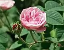 'Petite Lisette', 1817