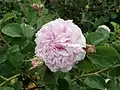 ‘Pink Léda’, vor 1844