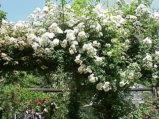 ‘Rambling Rector’, Hill, 1912