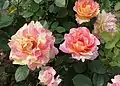 ‘Rose des Cisterciens’, Delbard, 1998