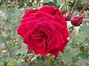 'Royal Velvet', posthum 1959