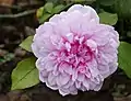 ‘Sister Elisabeth’, Austin, 2006