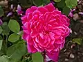 ‘Sophy’s Rose’, Austin, 1997