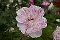 ‘St-Dustan’s Rose’, Kirkham, 1991
