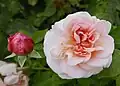 ‘St. Swithun’, Austin, 1993