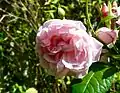 ‘Strawberry Hill’, Austin, 2006