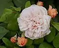 ‘Sweet Juliet’, Austin, 1989