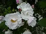 ‘Venusta Pendula’, Unbekannt, < 1928
