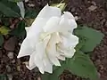 ‘White Jewel’, Boerner/Jackson & Perkins, 1957