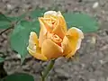 ‘William Allen Richardson’, Veuve Ducher, 1878