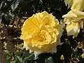 ‘Zitronenfalter’, Tantau, 1956