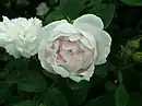 'Alfred de Dalmas', 1855