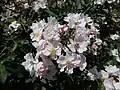 ‘Apfelblüte’, Noack, 1990