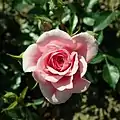 ‘Babyflor’, Evers/Tantau, 1992