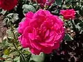 ‘Big Purple’, Stephens, 1986
