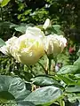 ‘Bouquet d’Or’, Ducher, 1872