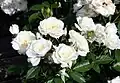 ‘Bridal Sunblaze’, Meilland, 1996