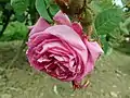 ‘Burgundy’, Roseraie de l’Hay, ?