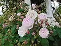 ‘Champneys’ Pink Cluster’, Champneys, um 1811