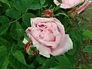 'Comtesse de Flandre', 1878