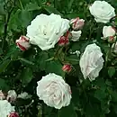 ‘Coquette des Blanches’, François Lacharme, 1871