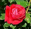 ‘Dame de Coeur’, Lens, 1958