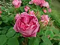 'Docteur Marjolin'