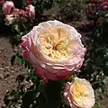 ‘Domaine de Chantilly’, Delbard, 2007