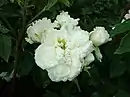 'Edith de Murat', 1858