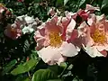 ‘Fay Aladar emleke’, G. Mark, ?