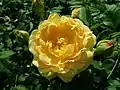 ‘Golden Celebration’, Austin, 1992