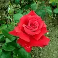 ‘Grande Amore’, Kordes, 2004