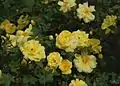 ‘Harrisons Yellow’, George Folliott Harrison, um 1824
