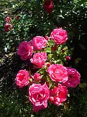 Heidetraum