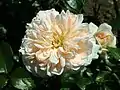 ‘Jardins de l’Essonne’, Delbard, 2000
