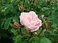 'Jeanne de Montfort'