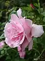 'Kathleen Harrop'