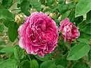 'Louis Philippe', 1824