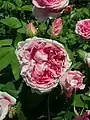 ‘Marie Louise’, Malmaison, 1813