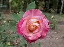 'Mme. Rose Romarin', 1888