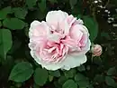 'Mrs. Bosanquet', 1832