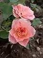 ‘Pink Meillandina’, Meilland, 1980