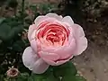 ‘Queen of Sweden’, David Austin, 2004