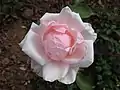 ‘Rosa Gallart’, Pedro Dot, 1935