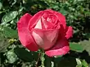 'Rose Gaujard', 1956, Jean-Marie Gaujard