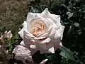 ‘Rosenfaszination’, Kordes, 2013