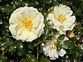 ‘Sunny Rose’, Kordes, 2001