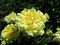 ‘Yellow Meilove’ (eigtl. ‘Belle Romantica’), Meilland, 2006
