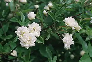 ‘Banksiae banksiae’, Rosa banksiae, William Kerr, 1807